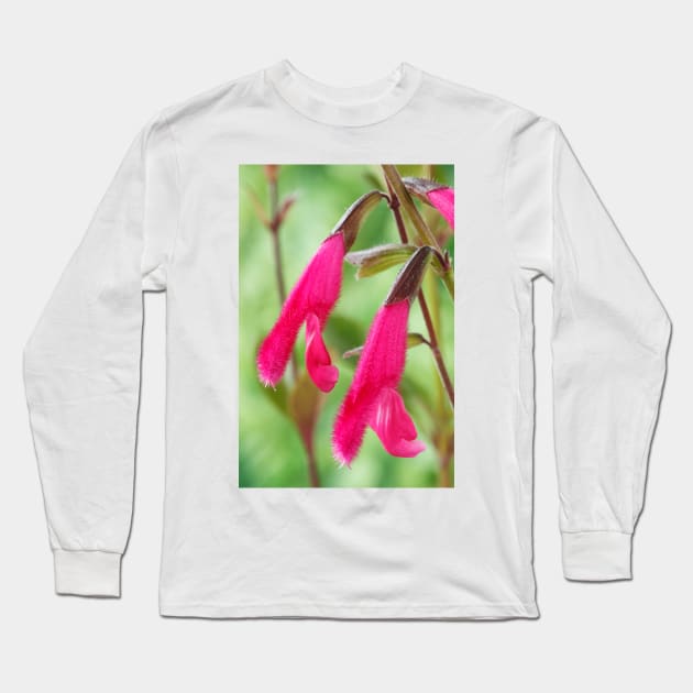 Salvia buchananii  AGM  Buchanan's sage Long Sleeve T-Shirt by chrisburrows